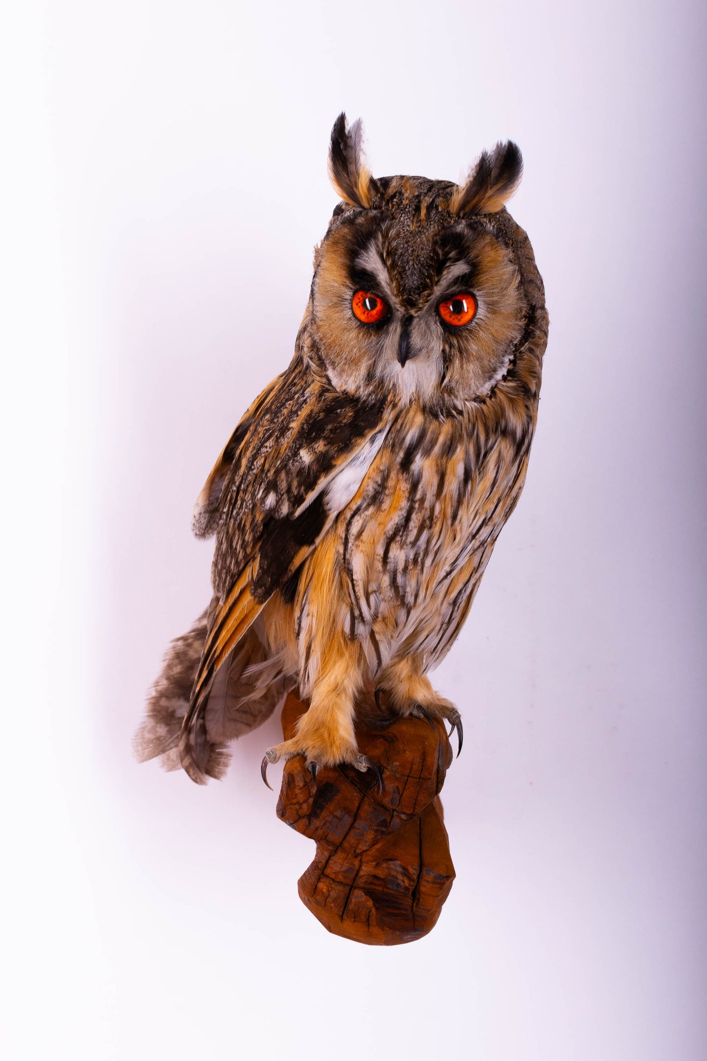 Hibou moyen-duc naturalisé pour fixation murale à vendre