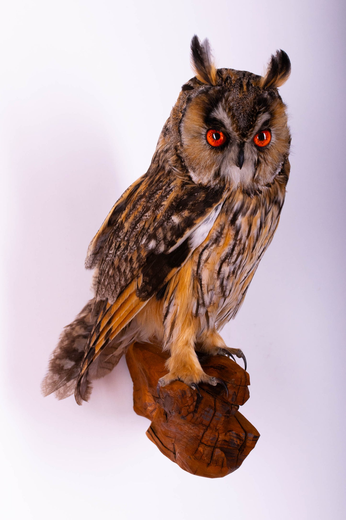 Hibou moyen-duc naturalisé pour fixation murale à vendre