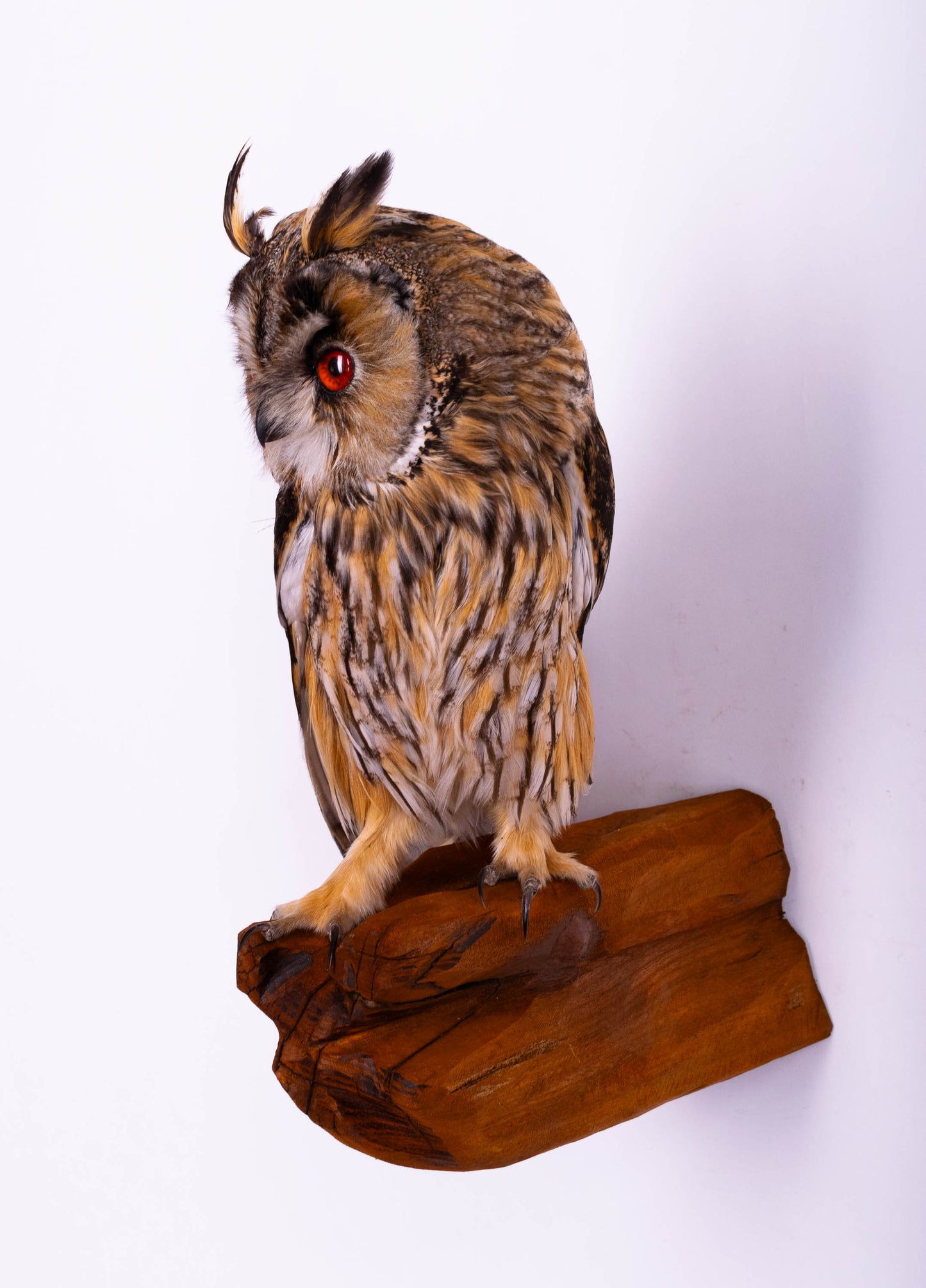 Hibou moyen-duc naturalisé pour fixation murale à vendre