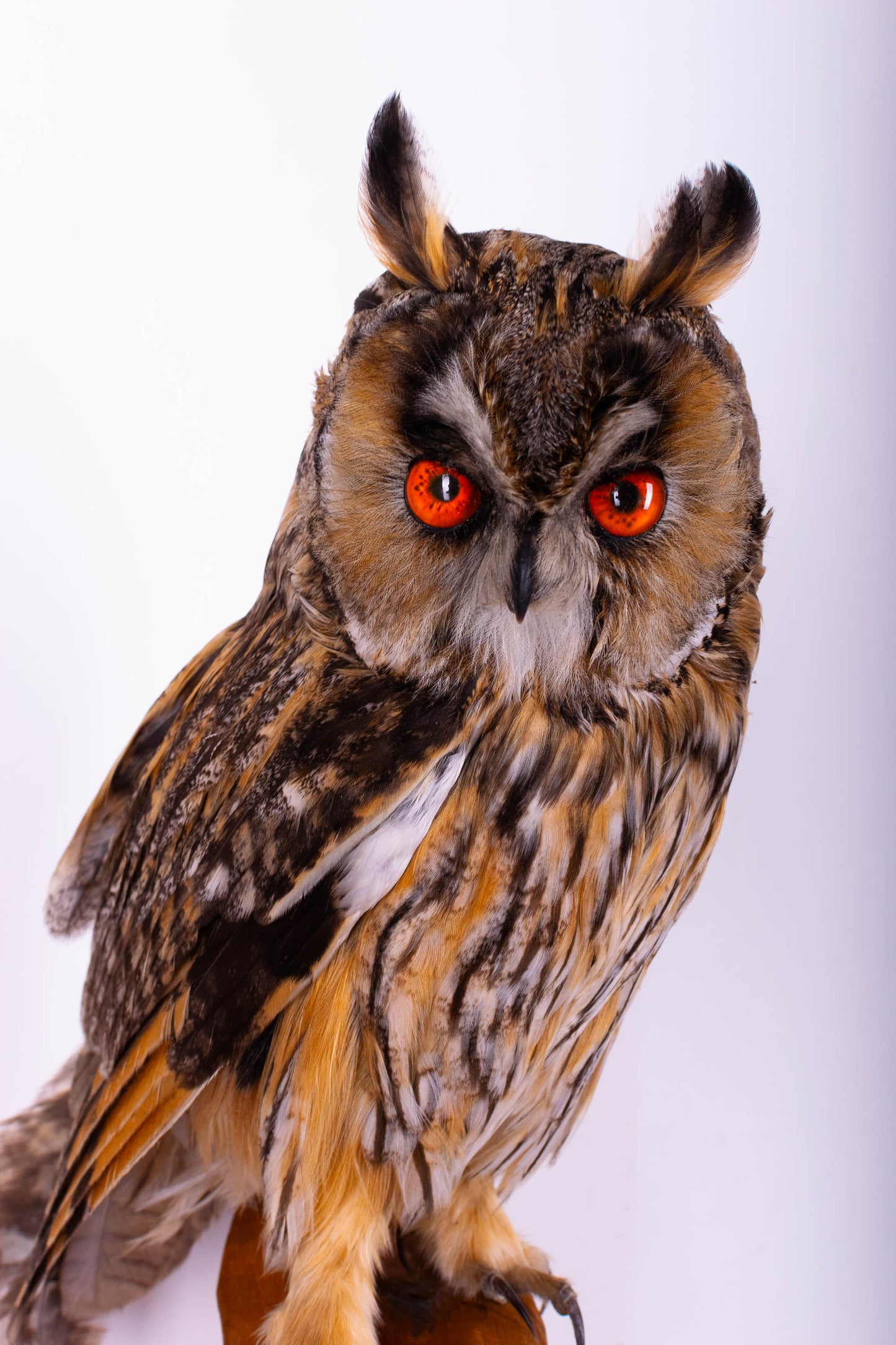 Hibou moyen-duc naturalisé pour fixation murale à vendre
