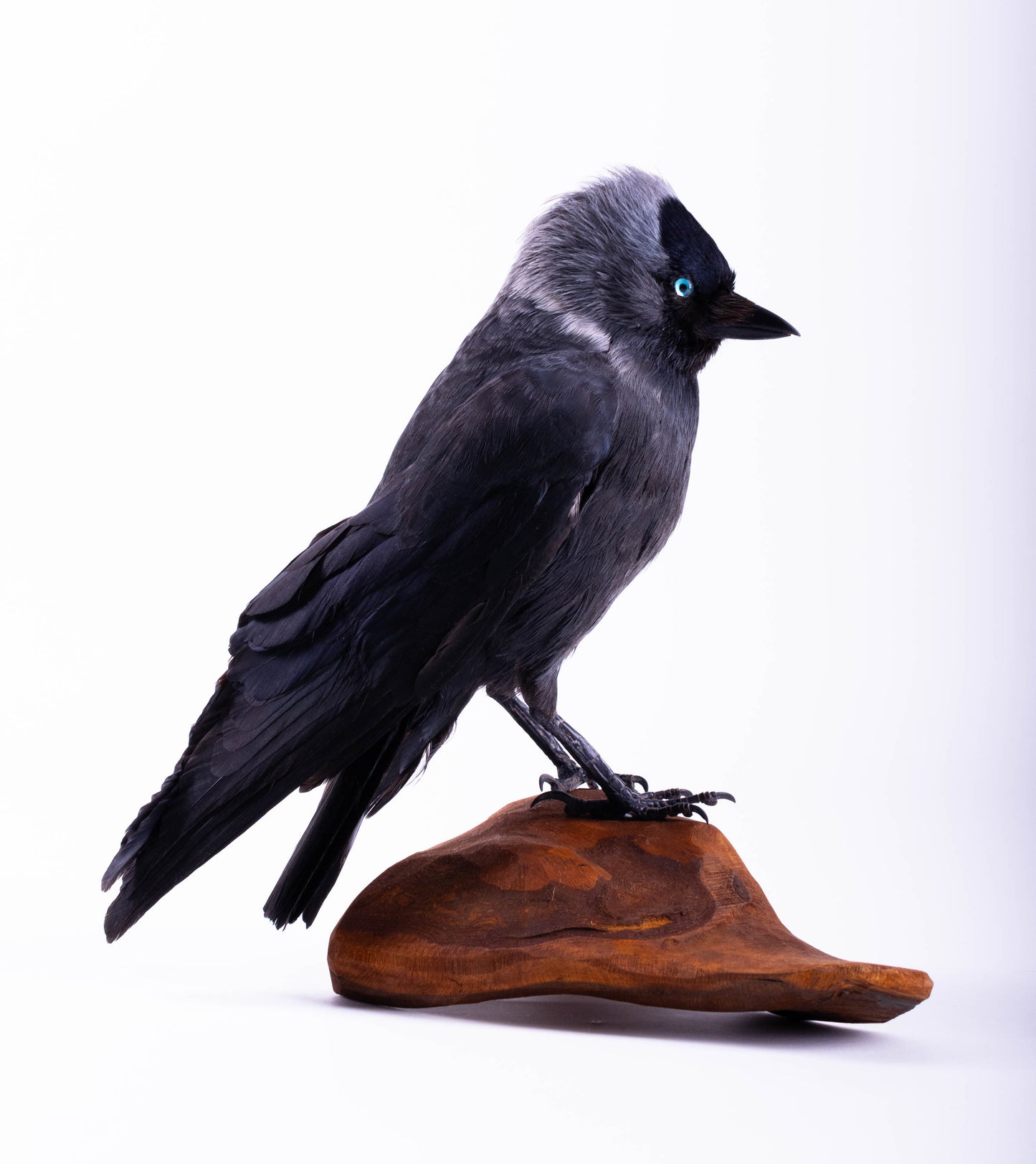Jackdaw Taxidermy Stand Mount For Sale