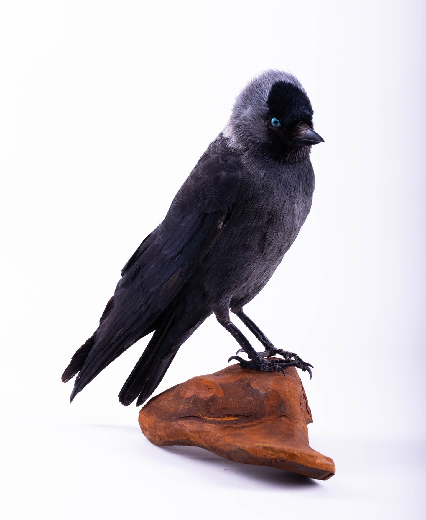 Jackdaw Taxidermy Stand Mount For Sale