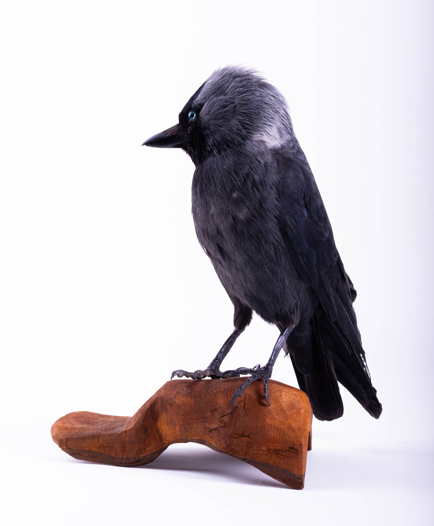 Jackdaw Taxidermy Stand Mount For Sale