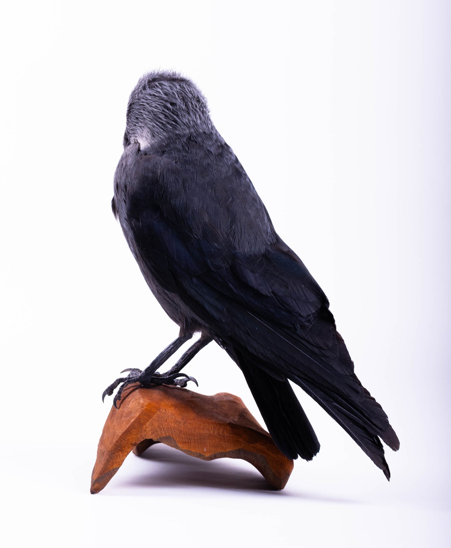 Jackdaw Taxidermy Stand Mount For Sale