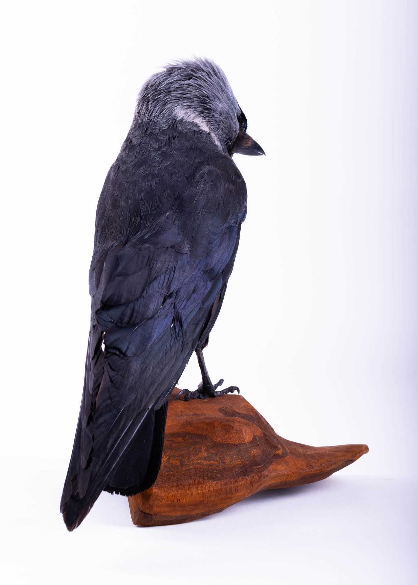 Jackdaw Taxidermy Stand Mount For Sale