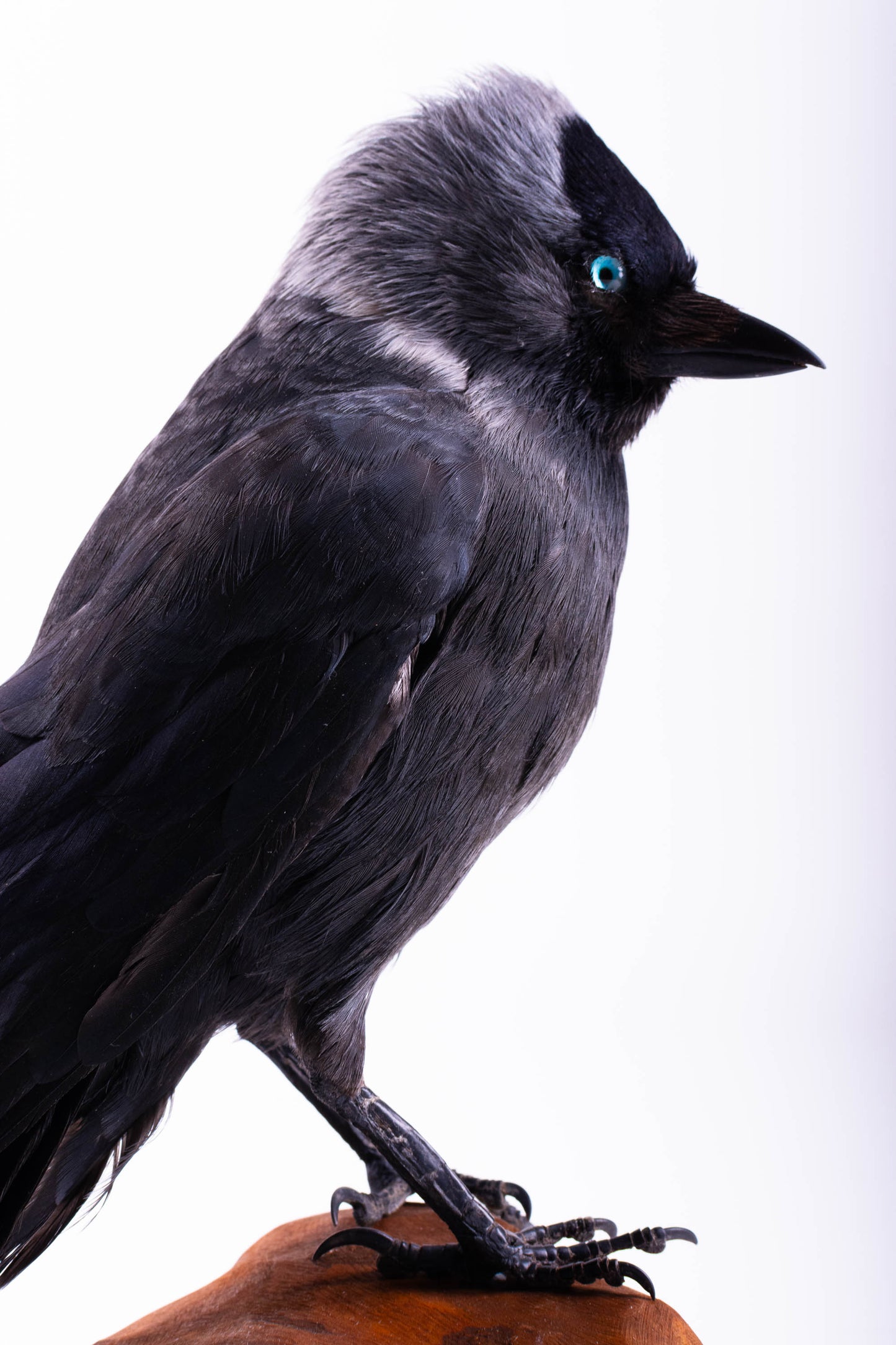 Jackdaw Taxidermy Stand Mount For Sale