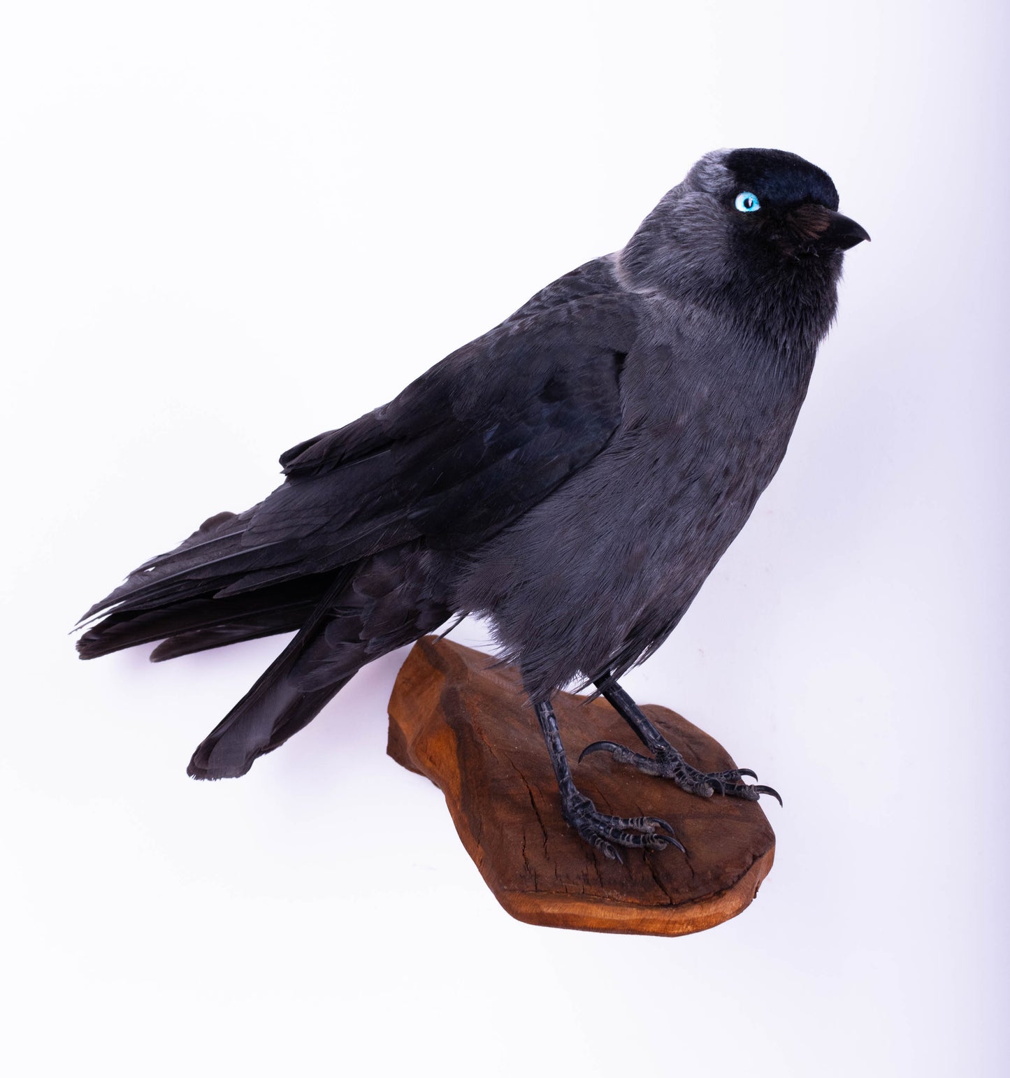 Jackdaw Taxidermy Wall Mount For Sale