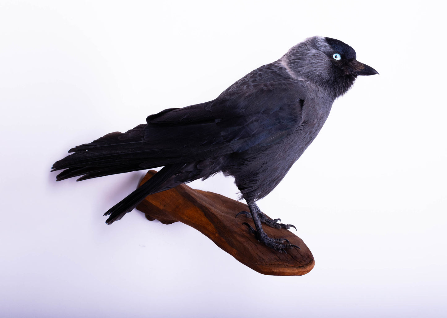 Jackdaw Taxidermy Wall Mount For Sale