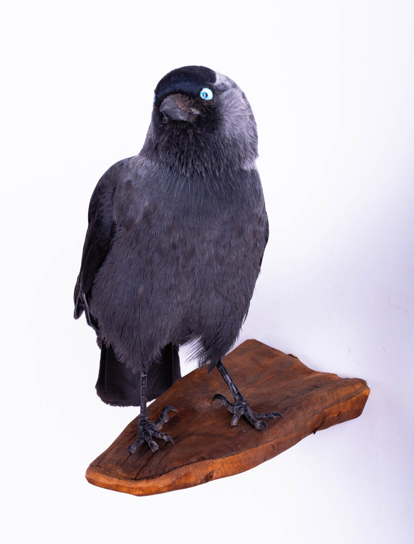 Jackdaw Taxidermy Wall Mount For Sale