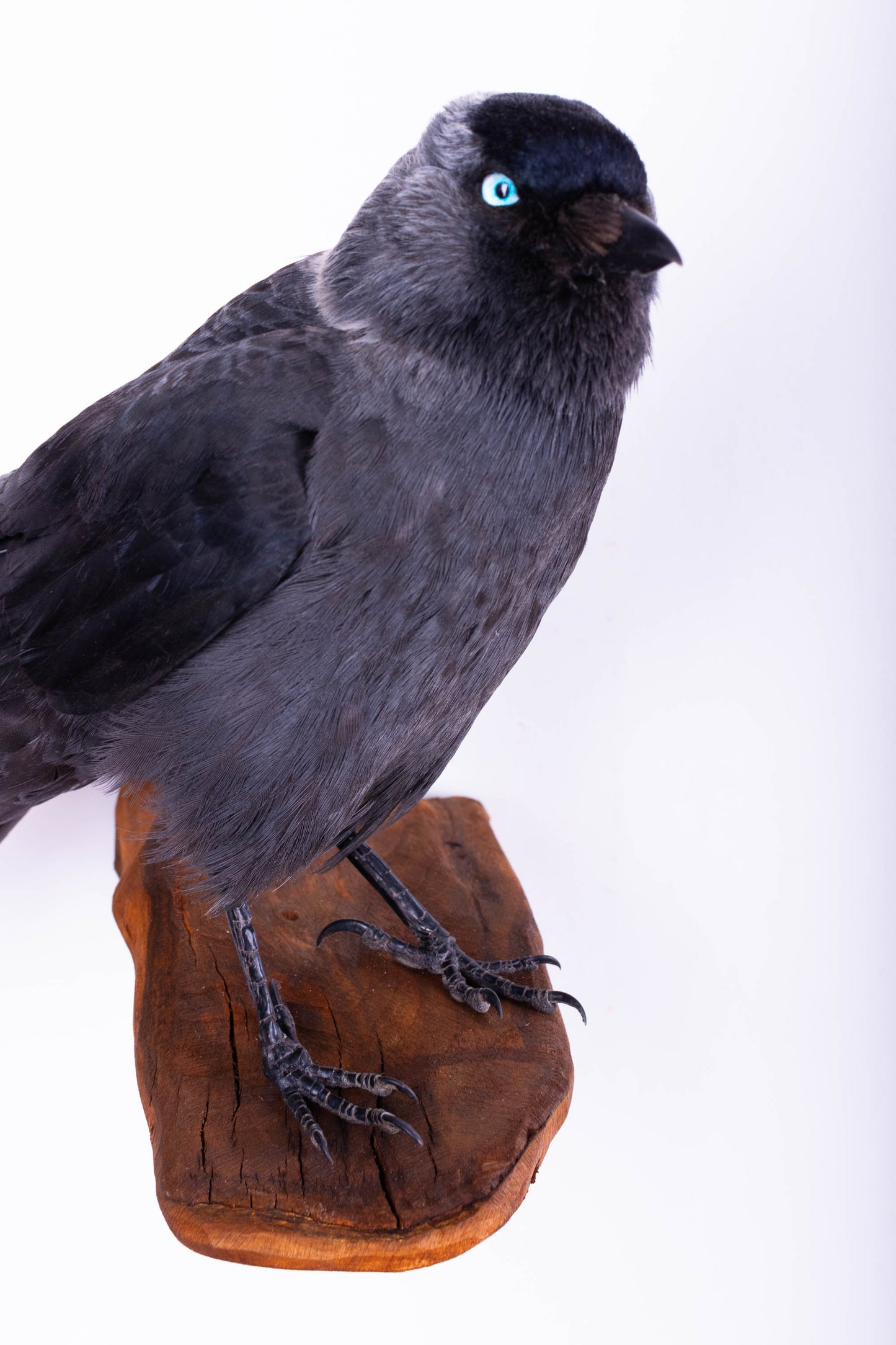 Jackdaw Taxidermy Wall Mount For Sale