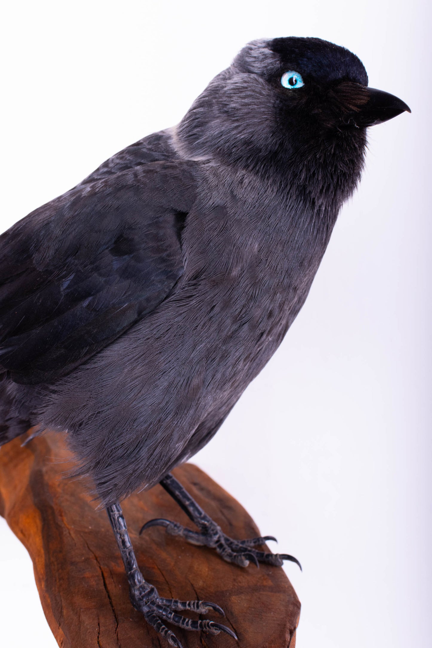 Jackdaw Taxidermy Wall Mount For Sale
