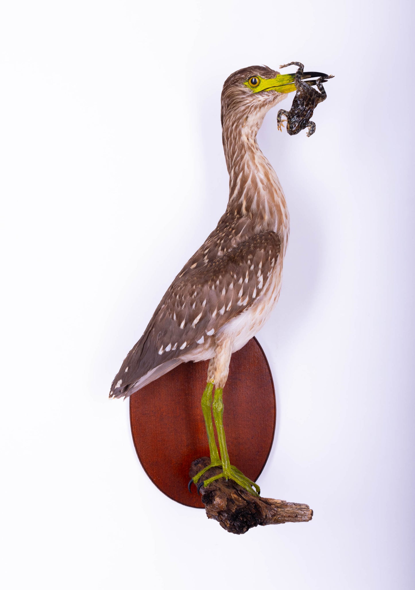 Black-crowned Night Heron Taxidermy Wall Mount For Sale