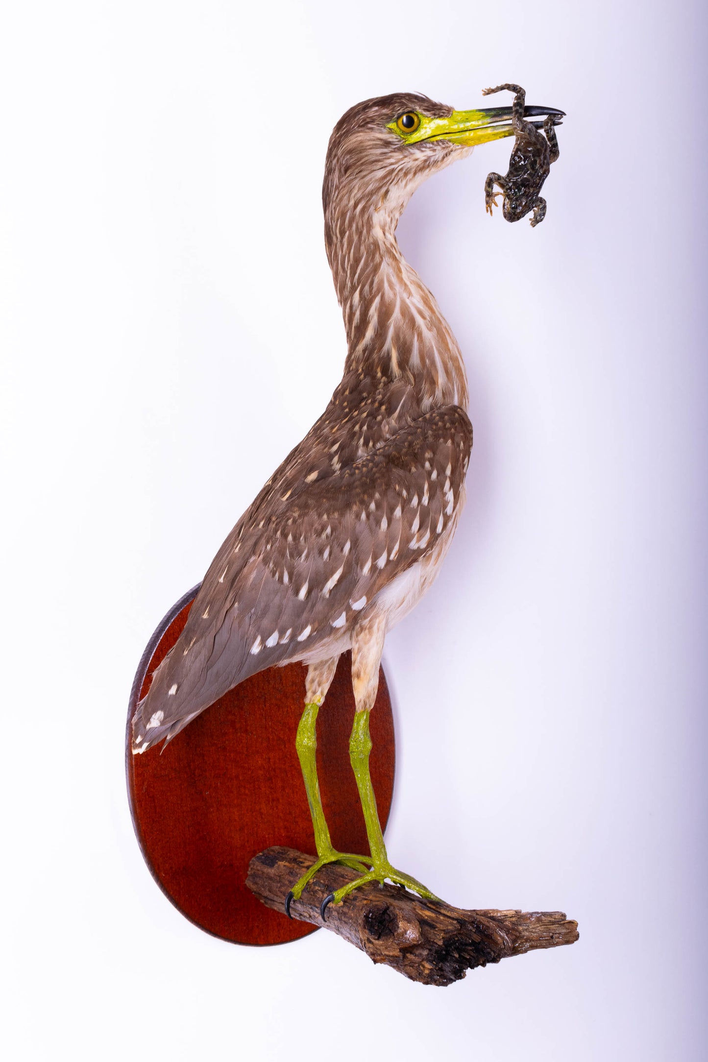 Black-crowned Night Heron Taxidermy Wall Mount For Sale