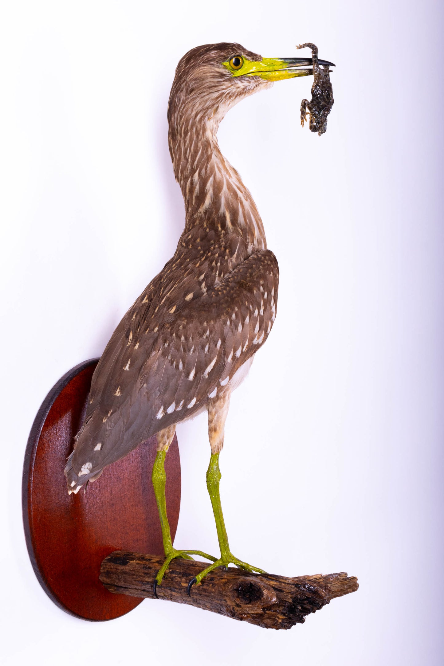 Black-crowned Night Heron Taxidermy Wall Mount For Sale