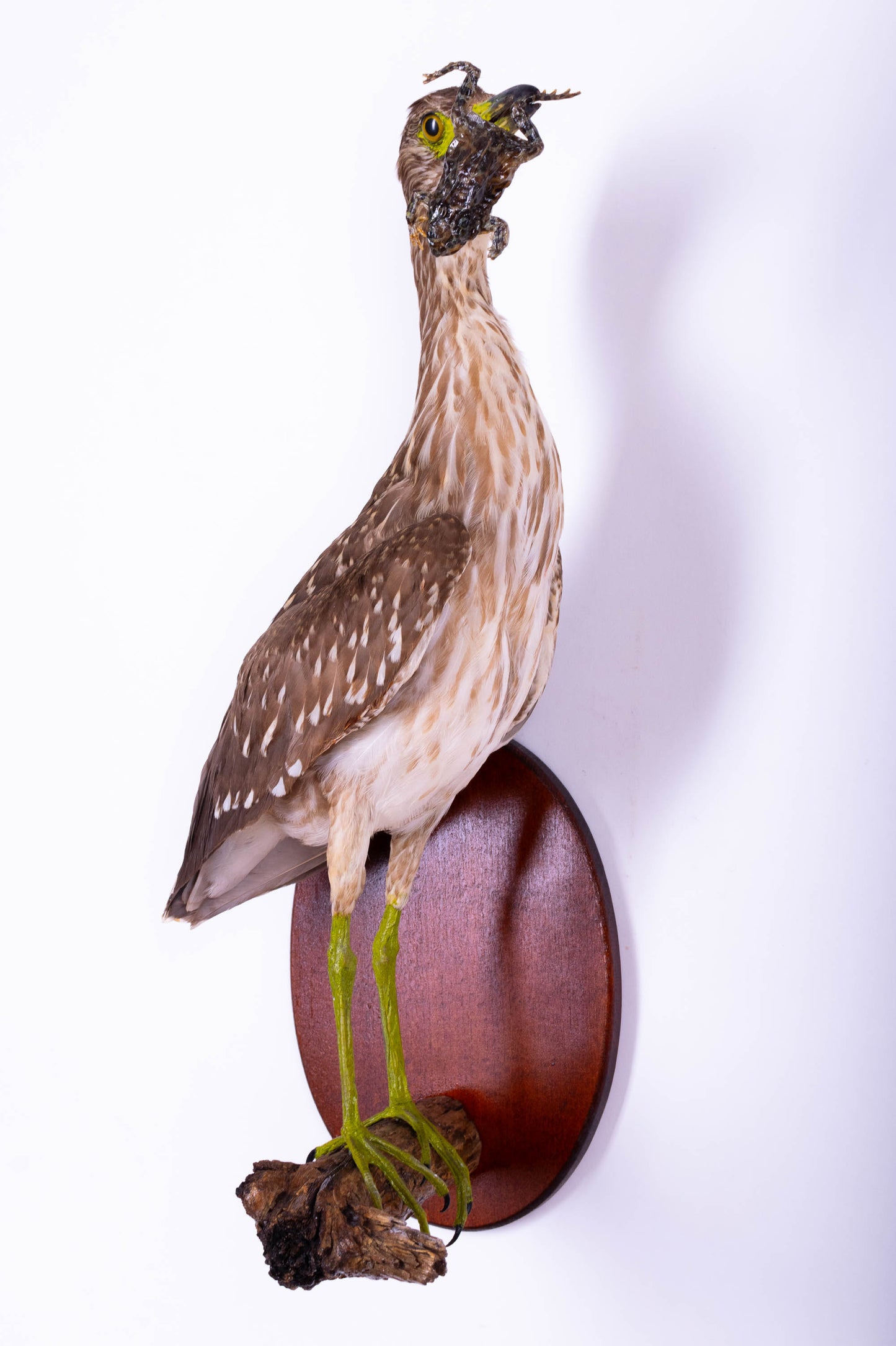 Black-crowned Night Heron Taxidermy Wall Mount For Sale