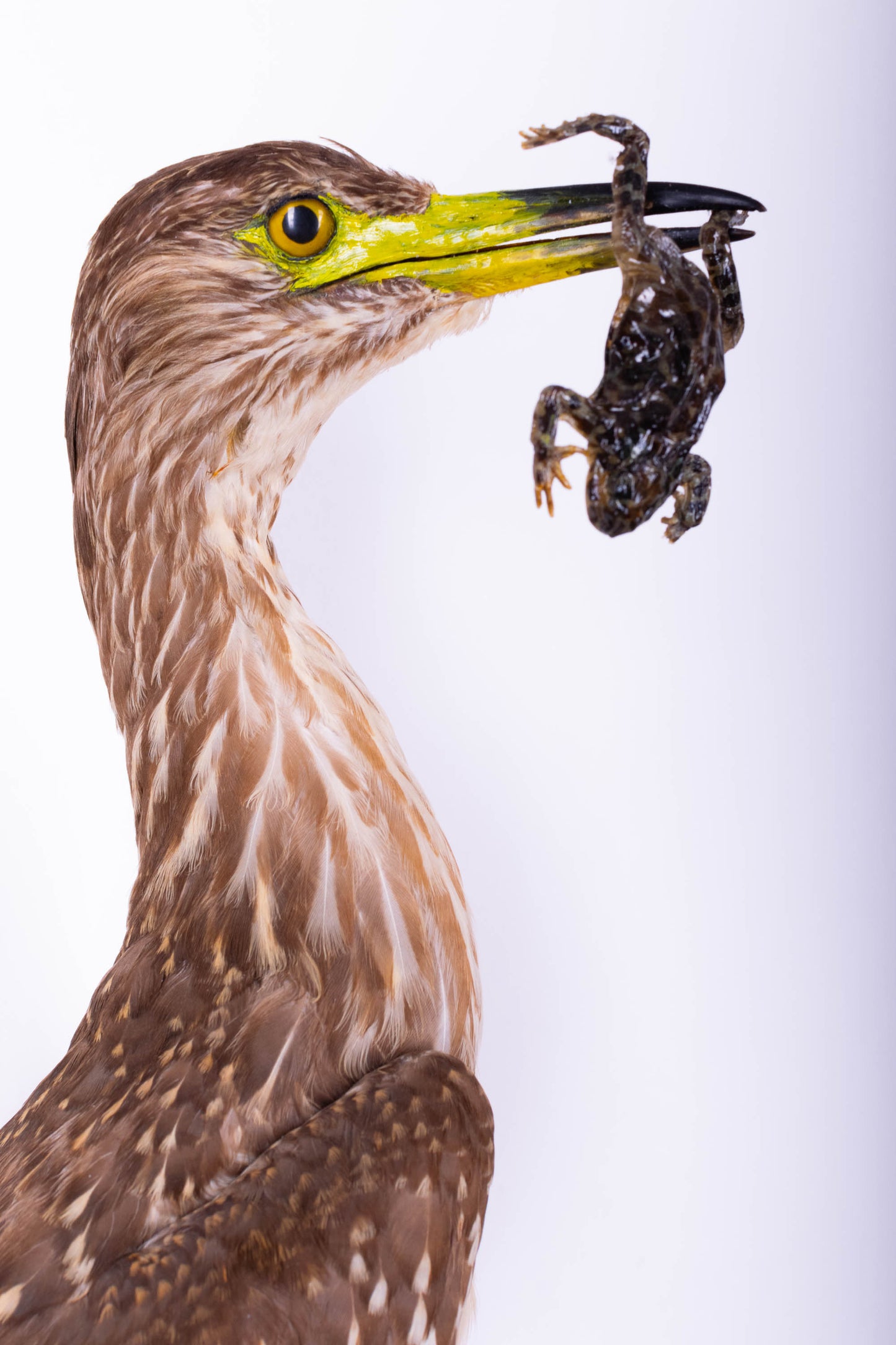 Black-crowned Night Heron Taxidermy Wall Mount For Sale