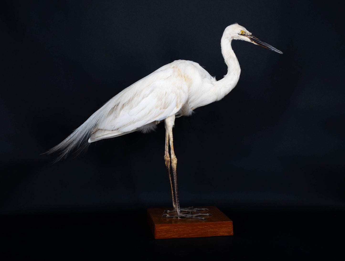 Great Egret Taxidermy Standing Mount For Sale