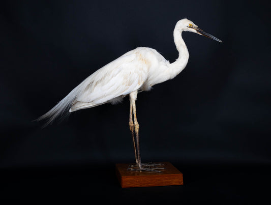 Great Egret Taxidermy Standing Mount For Sale