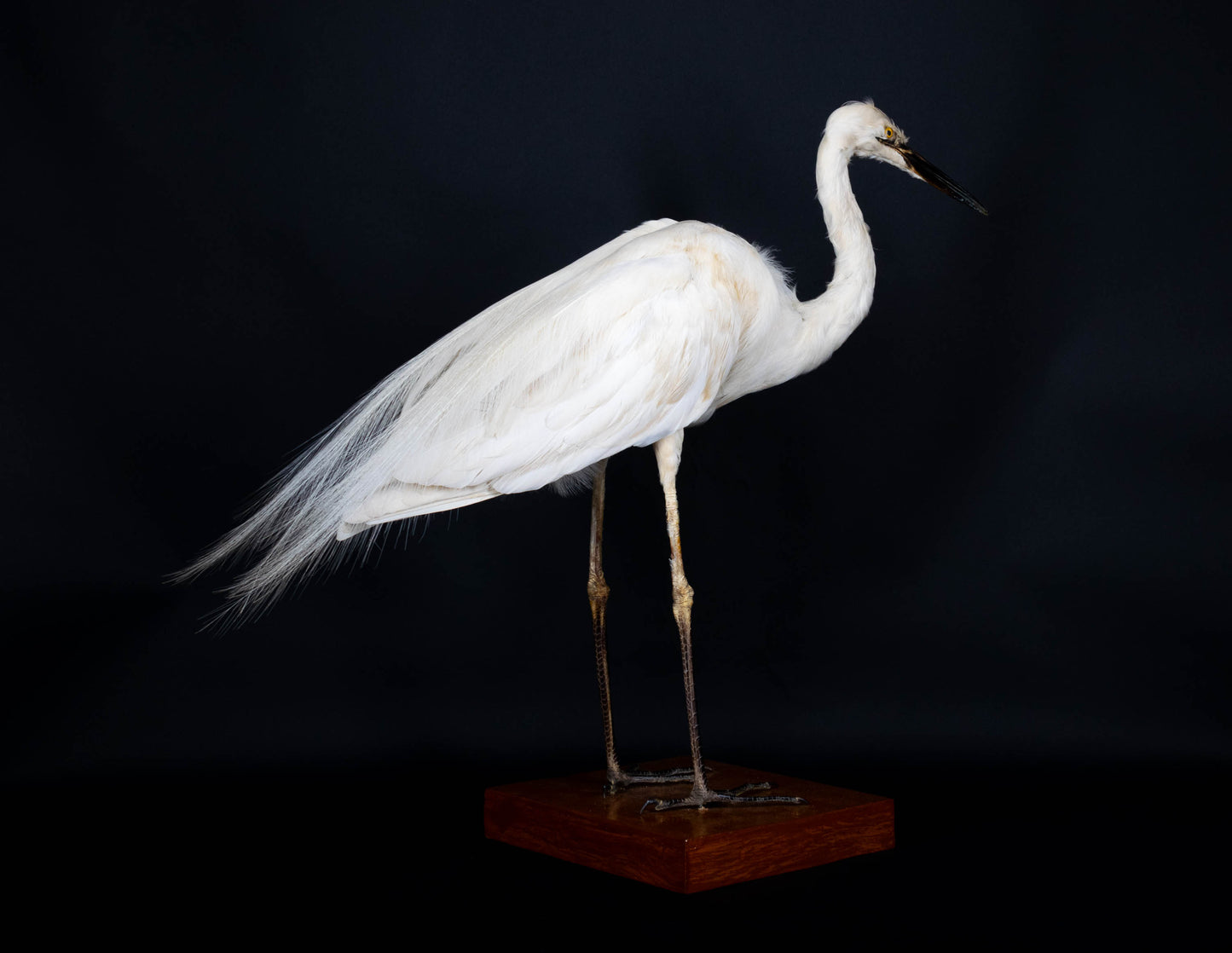 Great Egret Taxidermy Standing Mount For Sale