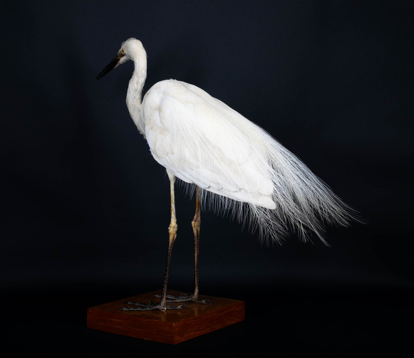 Great Egret Taxidermy Standing Mount For Sale