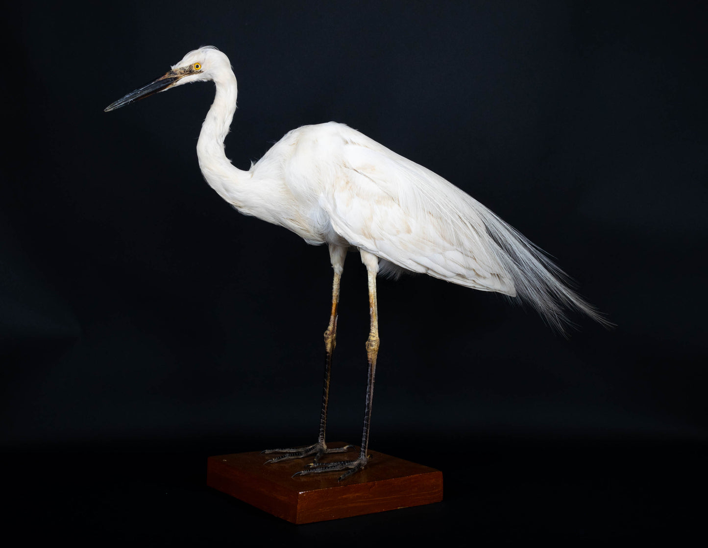 Great Egret Taxidermy Standing Mount For Sale