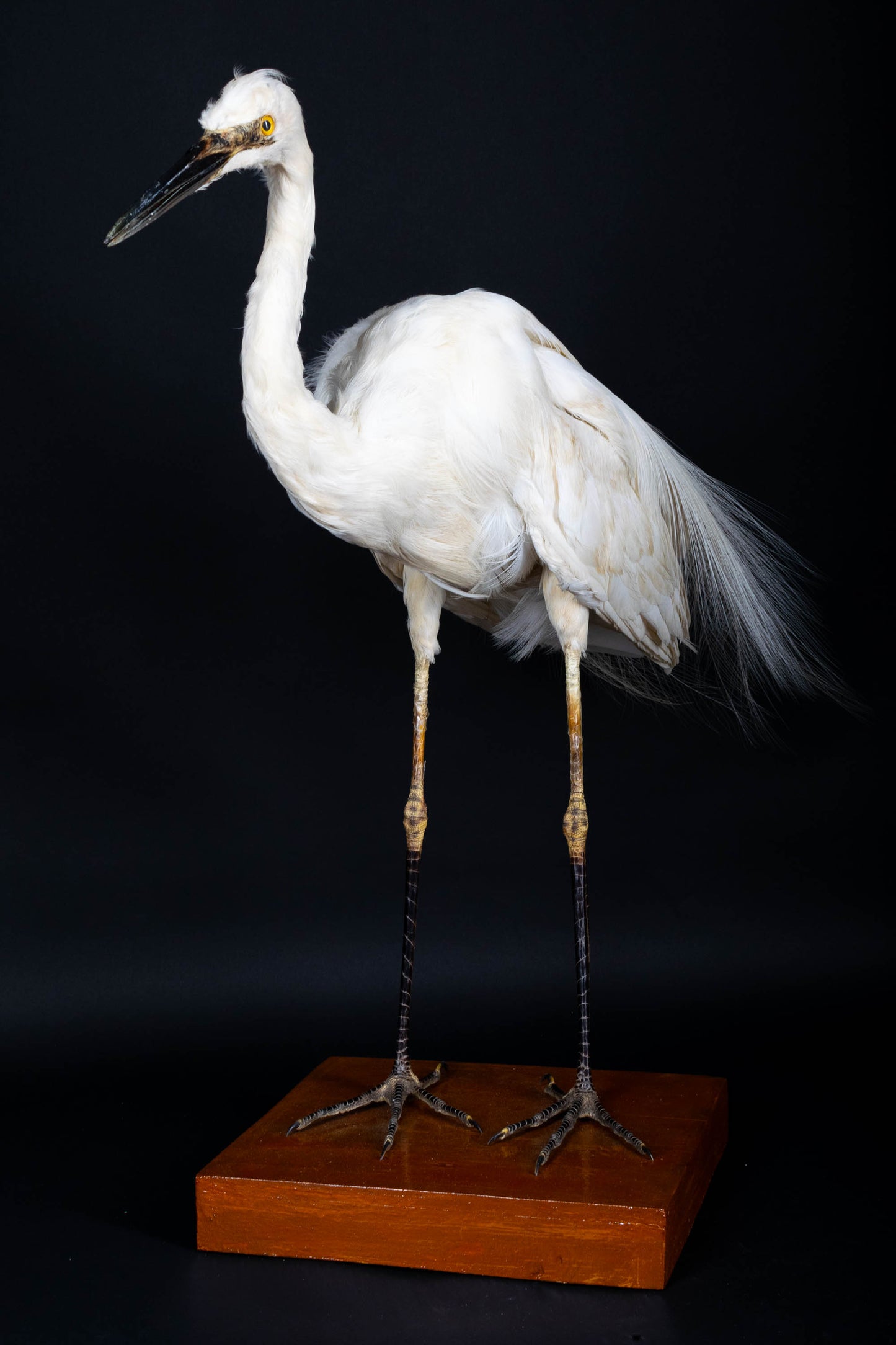Great Egret Taxidermy Standing Mount For Sale