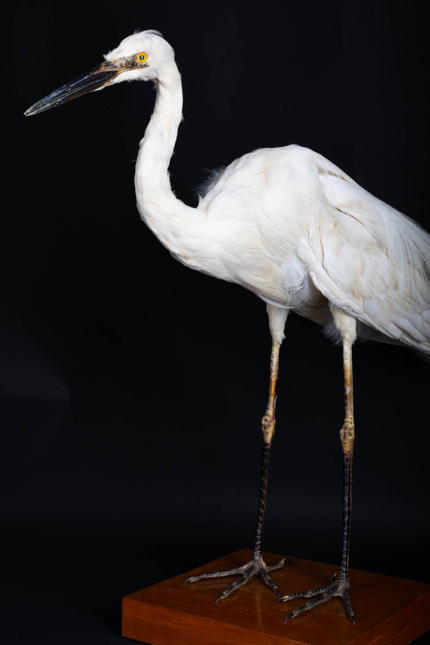 Great Egret Taxidermy Standing Mount For Sale