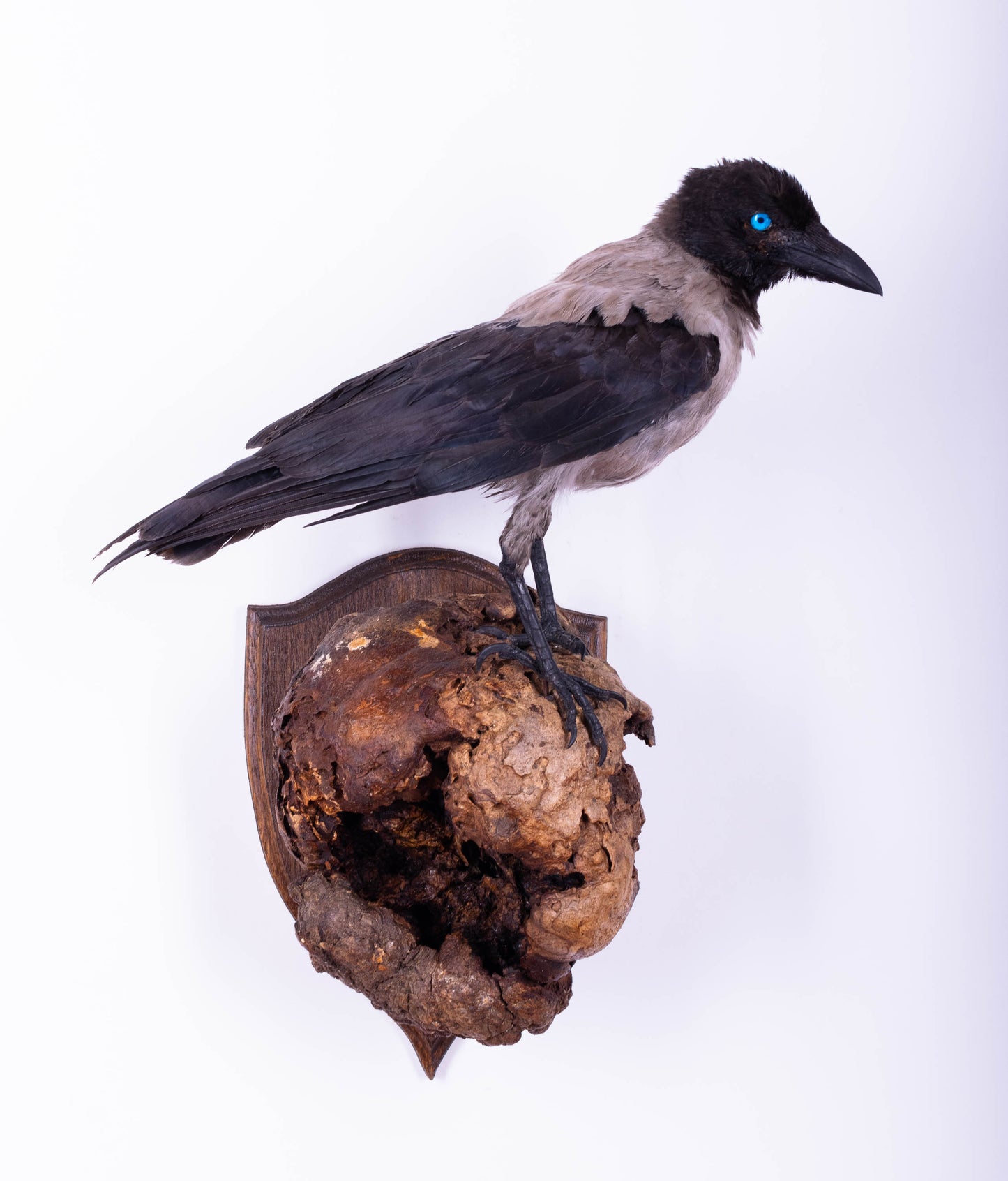 Crow Taxidermy Wall Mount For Sale