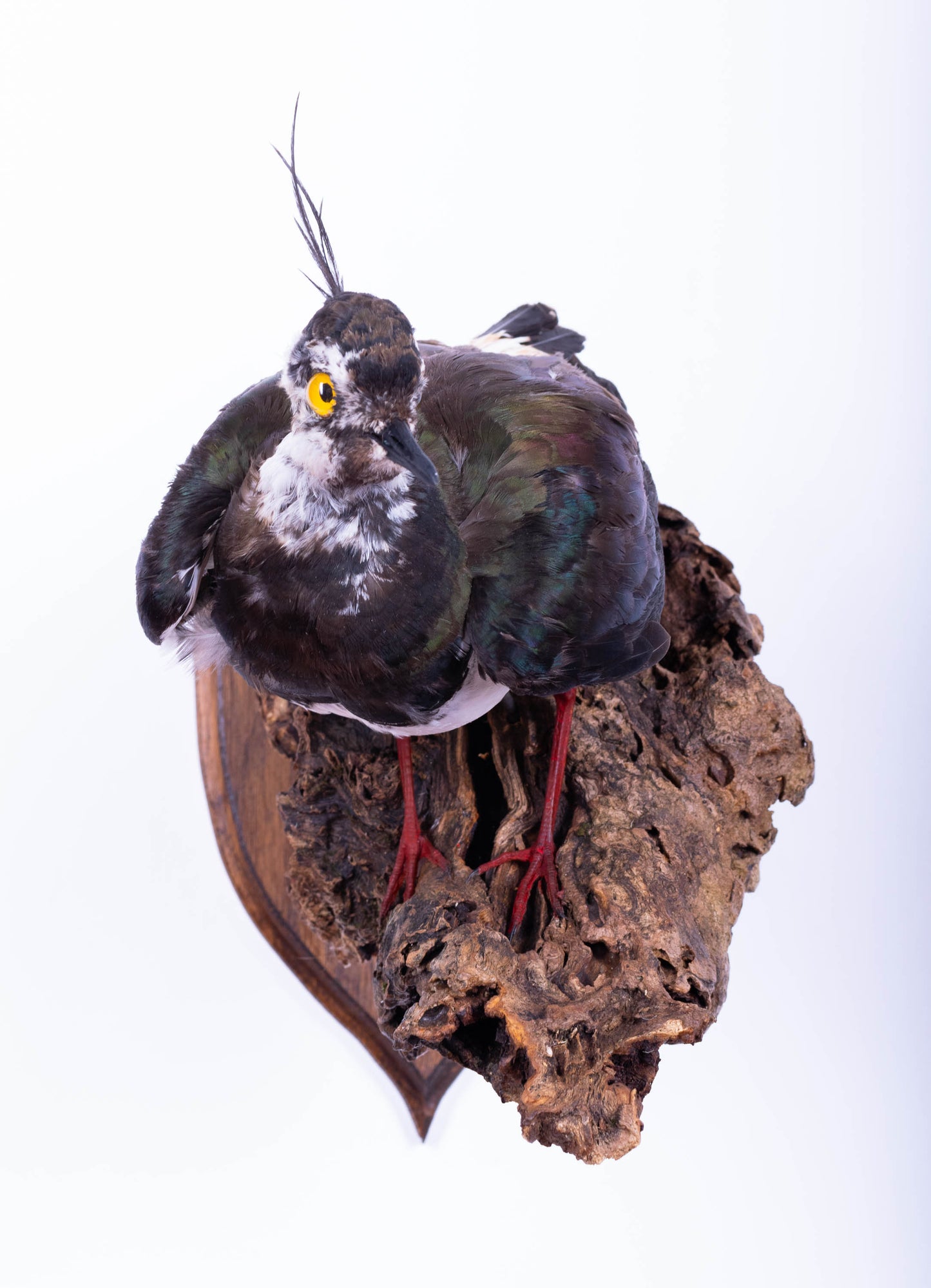 Northern Lapwing Taxidermy Wall Mount For Sale