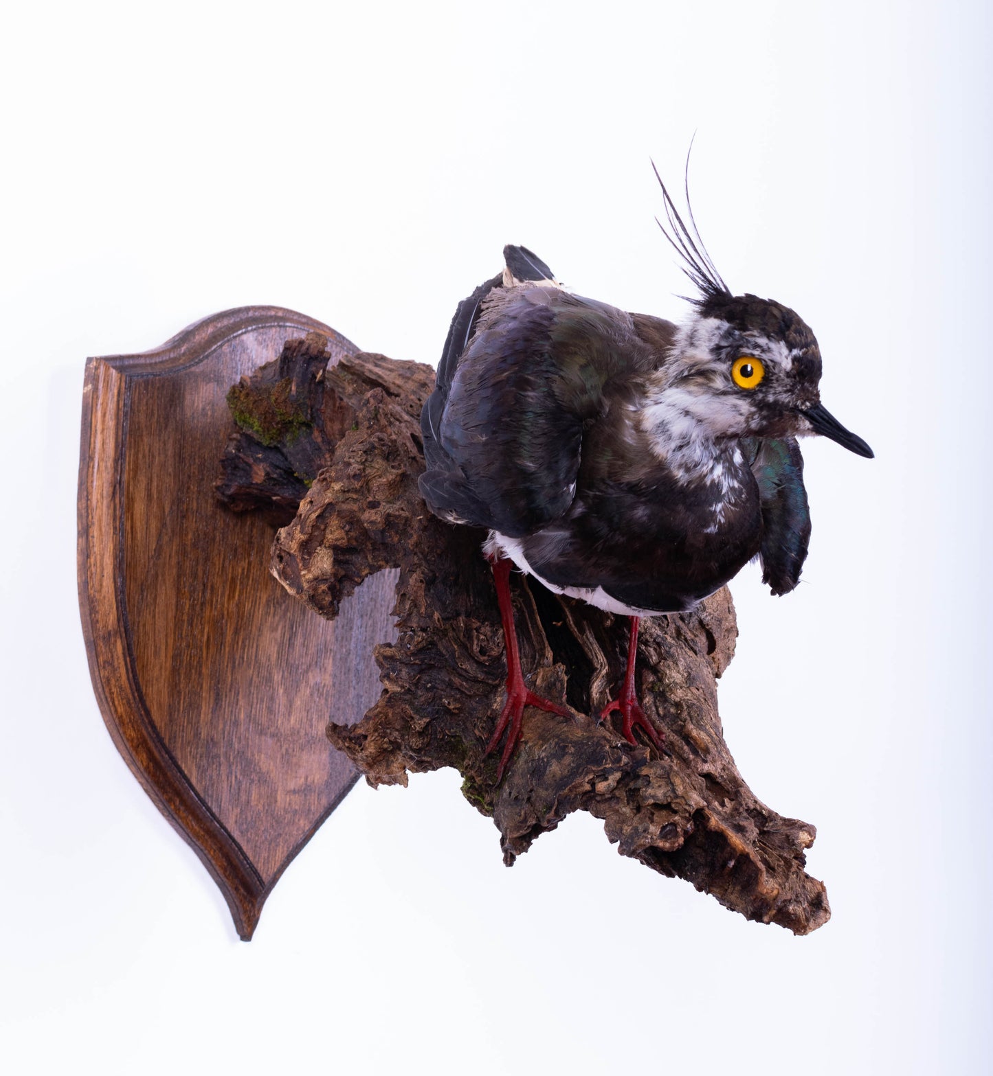 Northern Lapwing Taxidermy Wall Mount For Sale