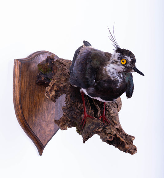 Northern Lapwing Taxidermy Wall Mount For Sale