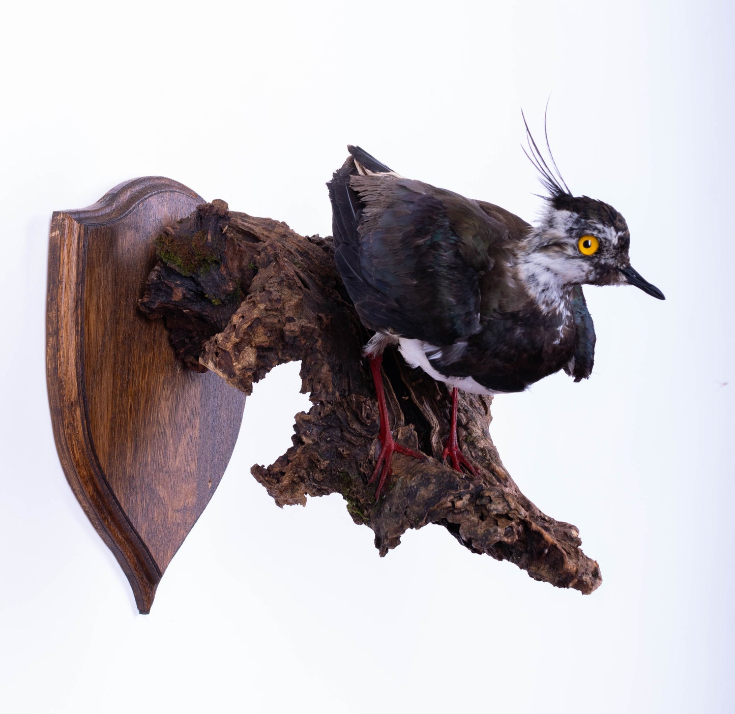 Northern Lapwing Taxidermy Wall Mount For Sale