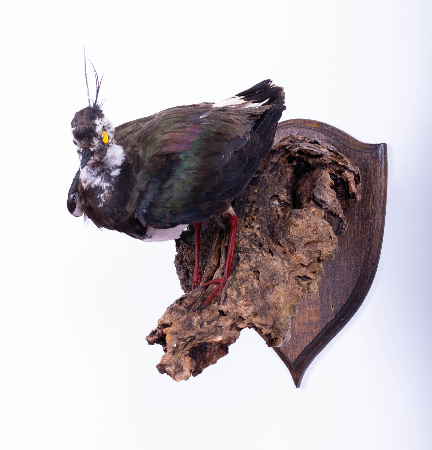 Northern Lapwing Taxidermy Wall Mount For Sale