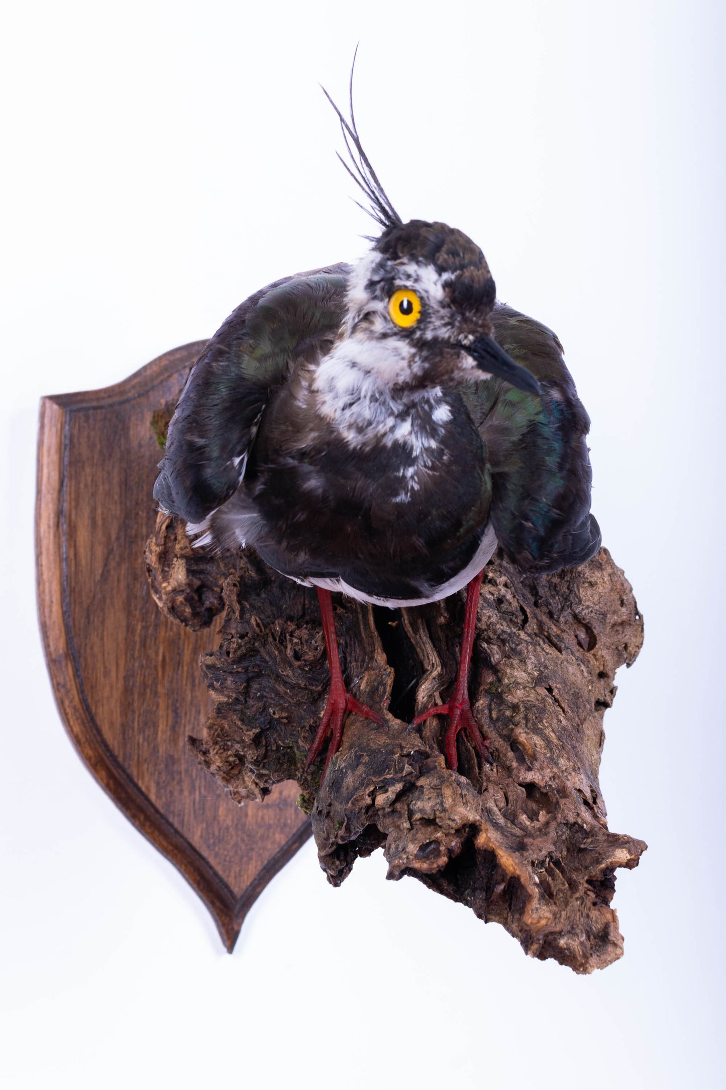 Northern Lapwing Taxidermy Wall Mount For Sale