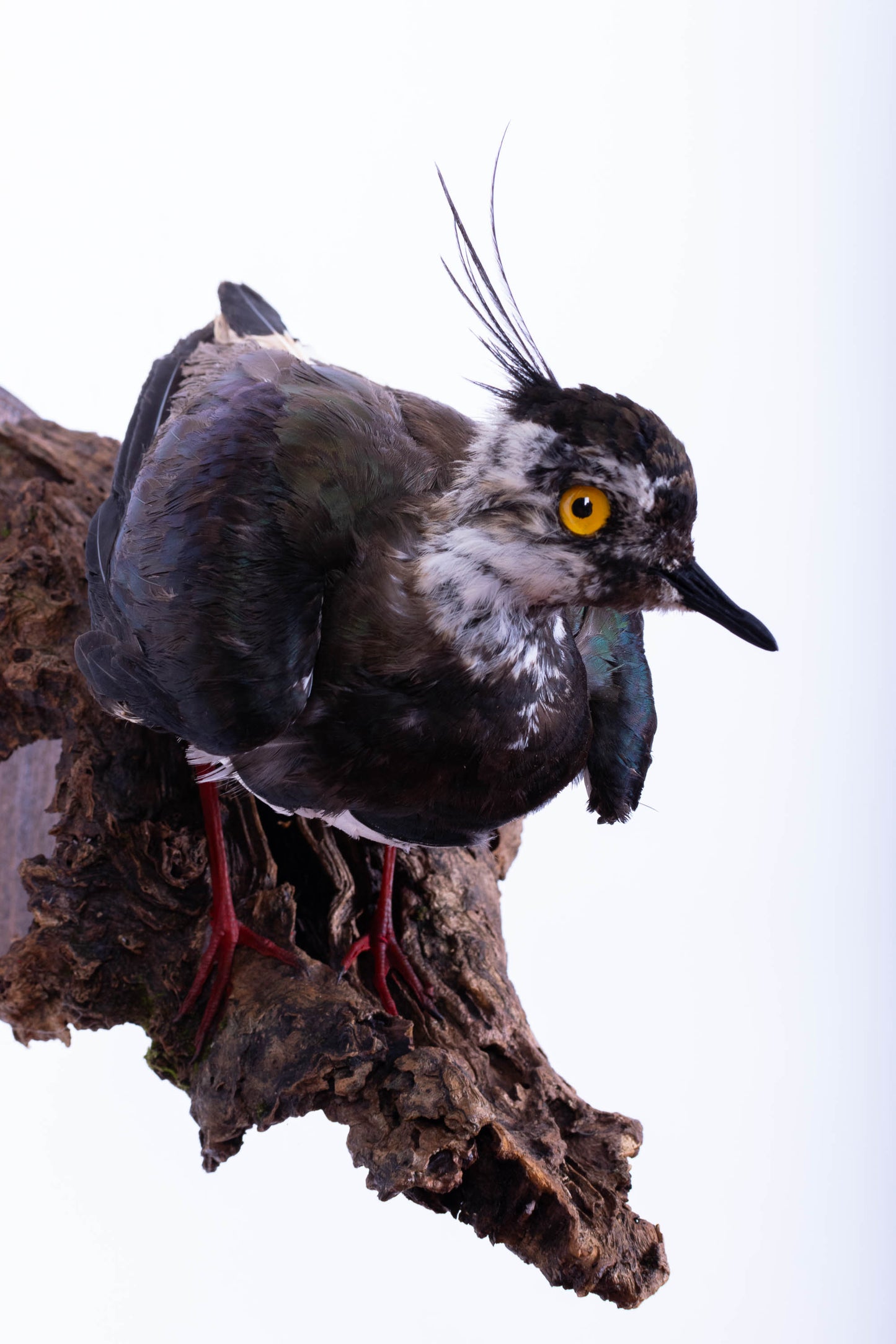 Northern Lapwing Taxidermy Wall Mount For Sale