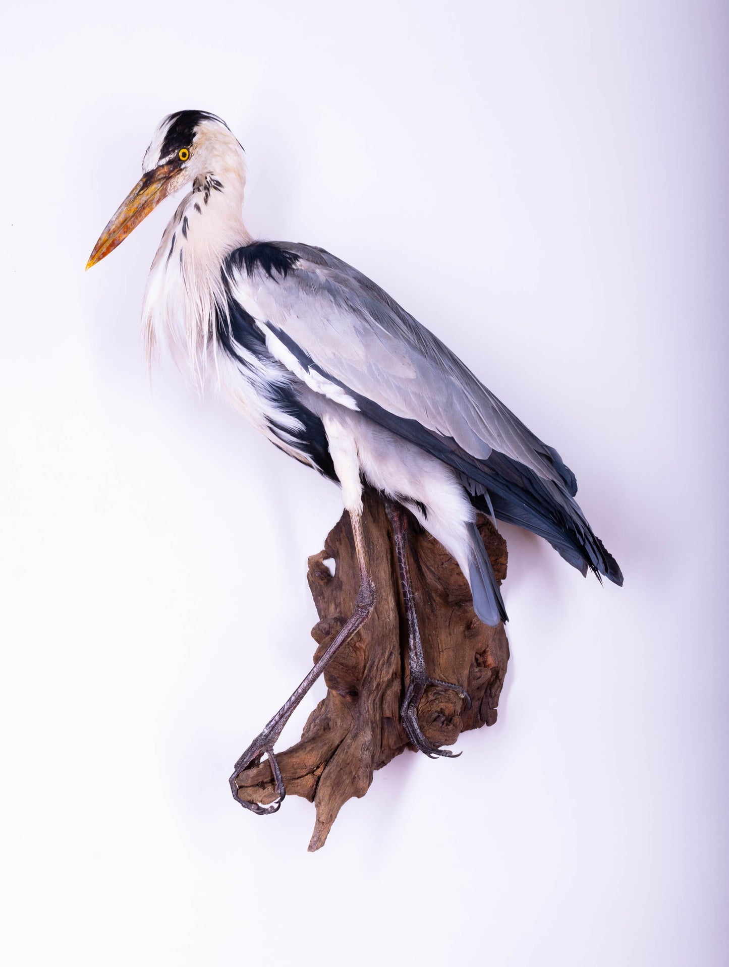 Grey Heron Taxidermy Wall Mount For Sale