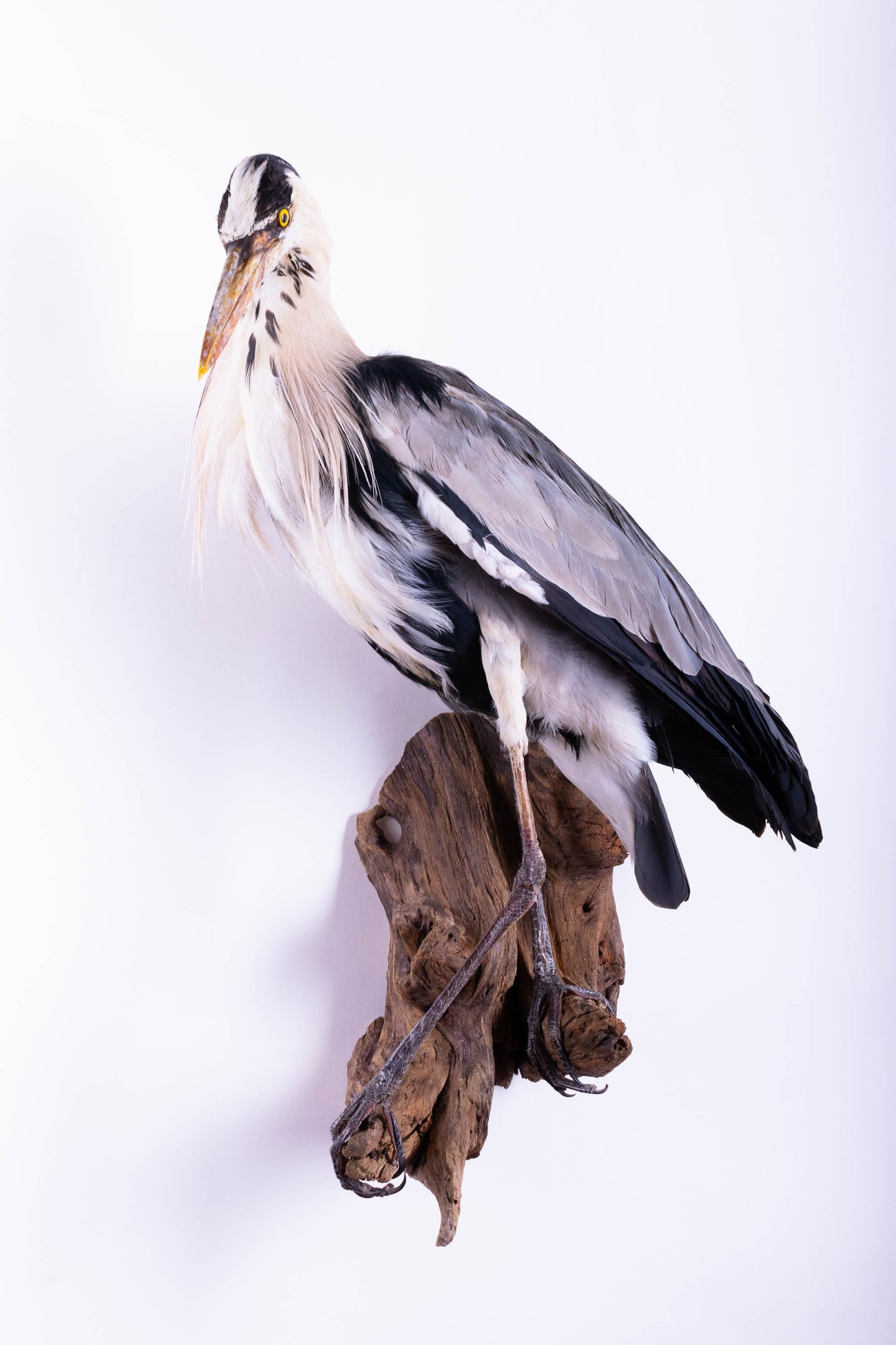 Grey Heron Taxidermy Wall Mount For Sale