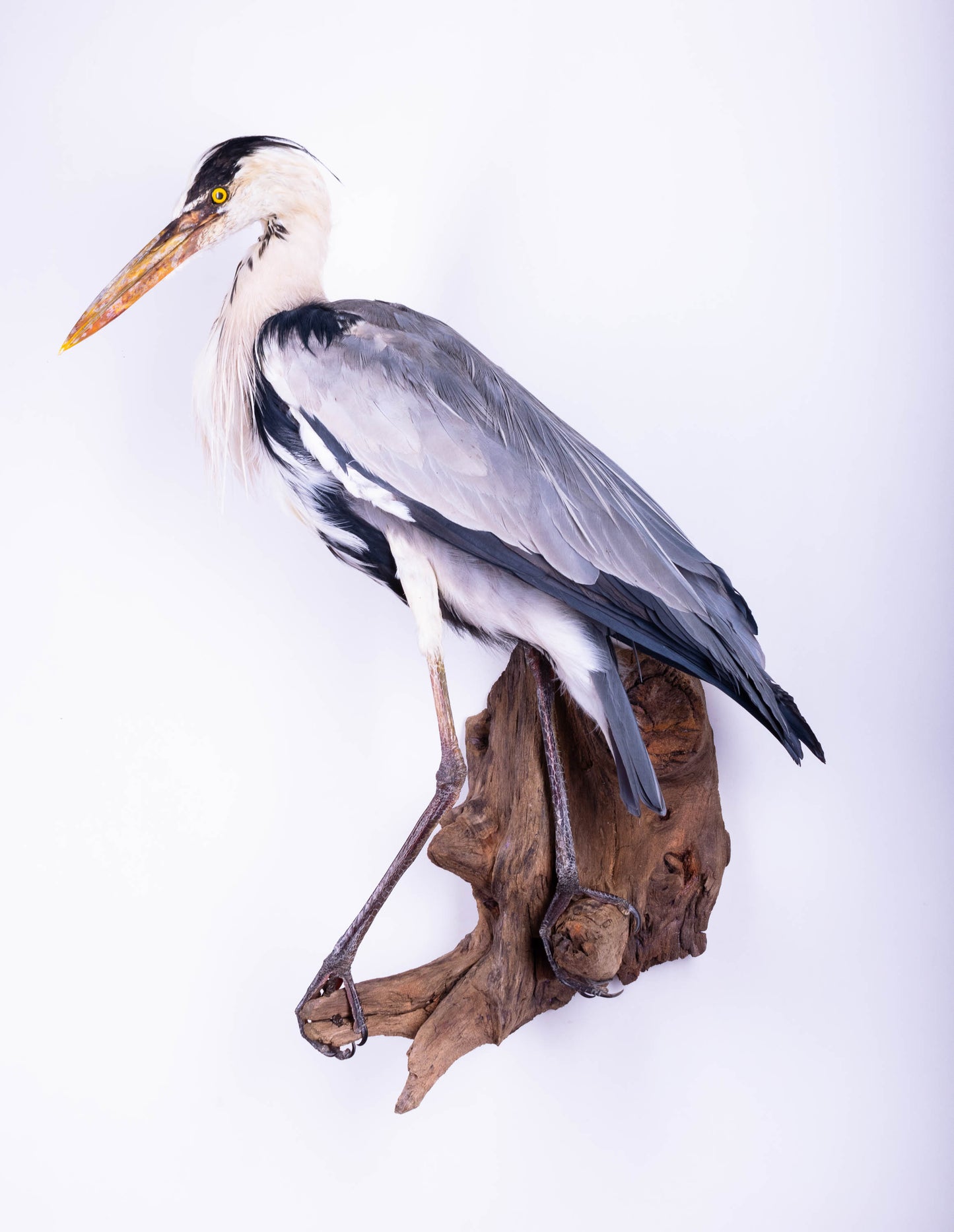 Grey Heron Taxidermy Wall Mount For Sale