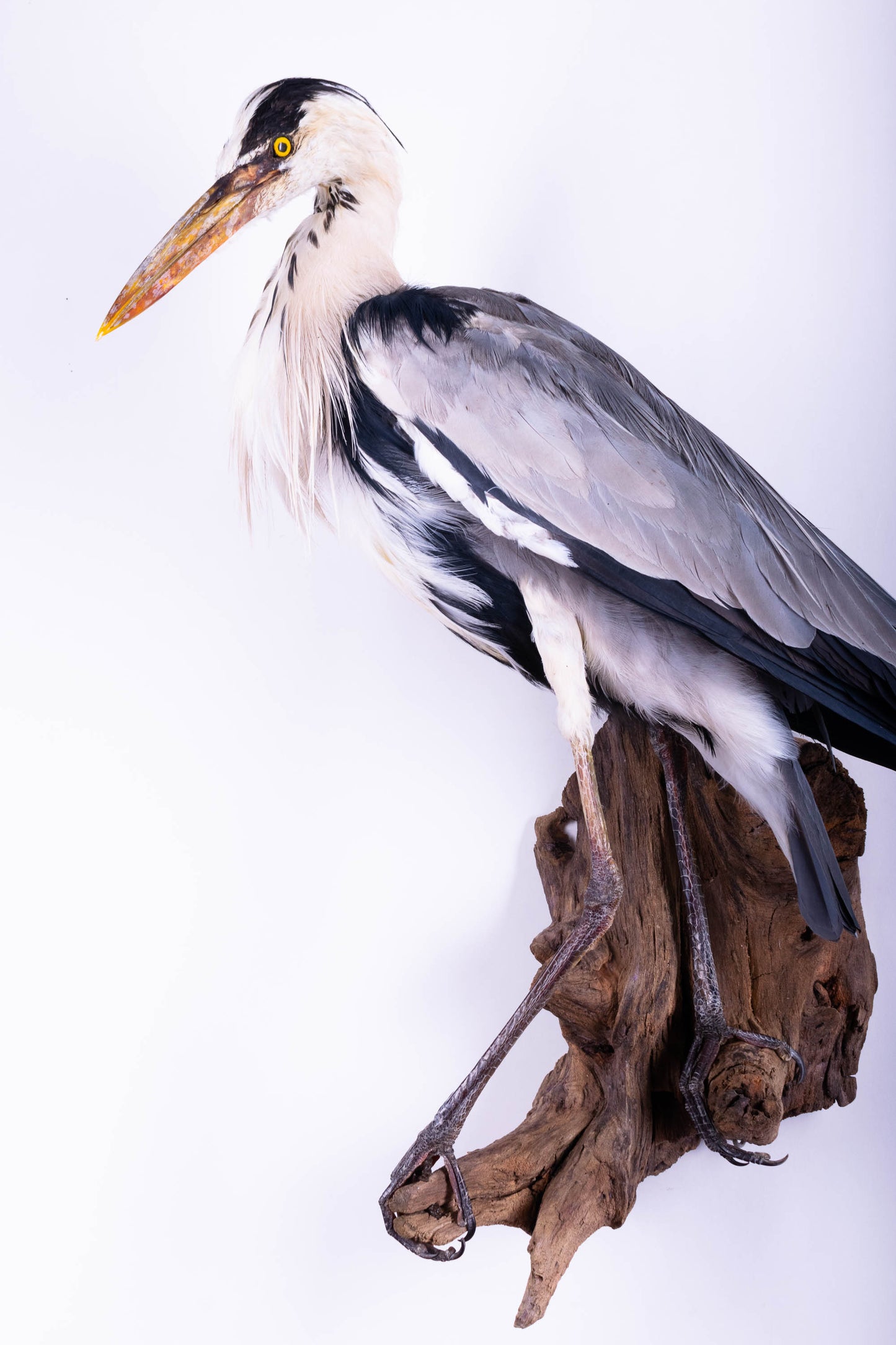 Grey Heron Taxidermy Wall Mount For Sale