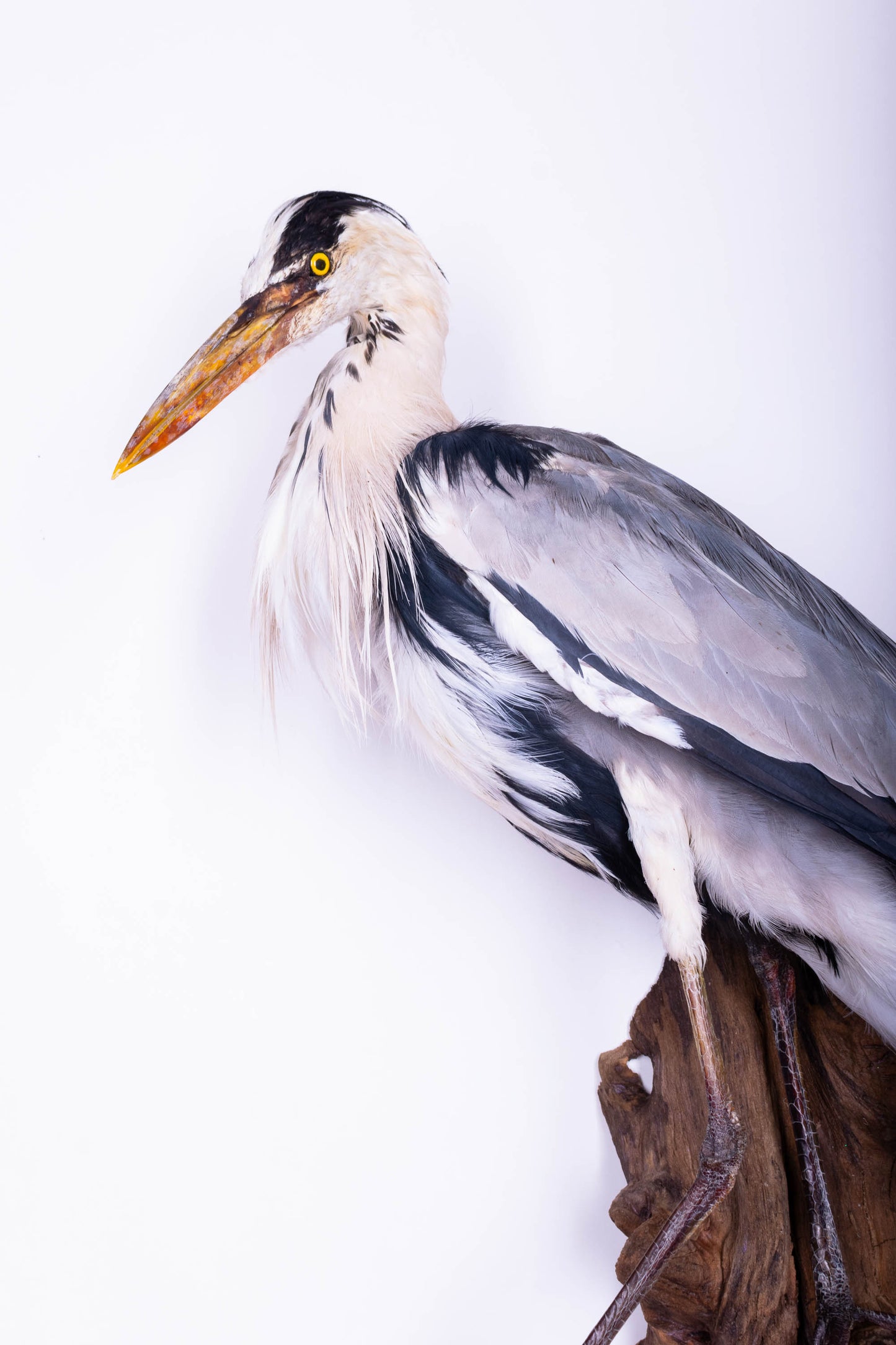 Grey Heron Taxidermy Wall Mount For Sale