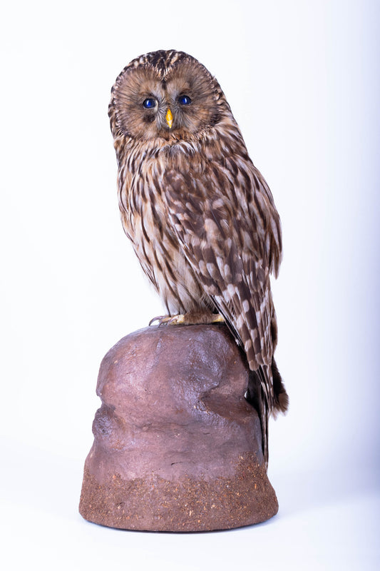 Tawny Owl Taxidermy Wall Mount