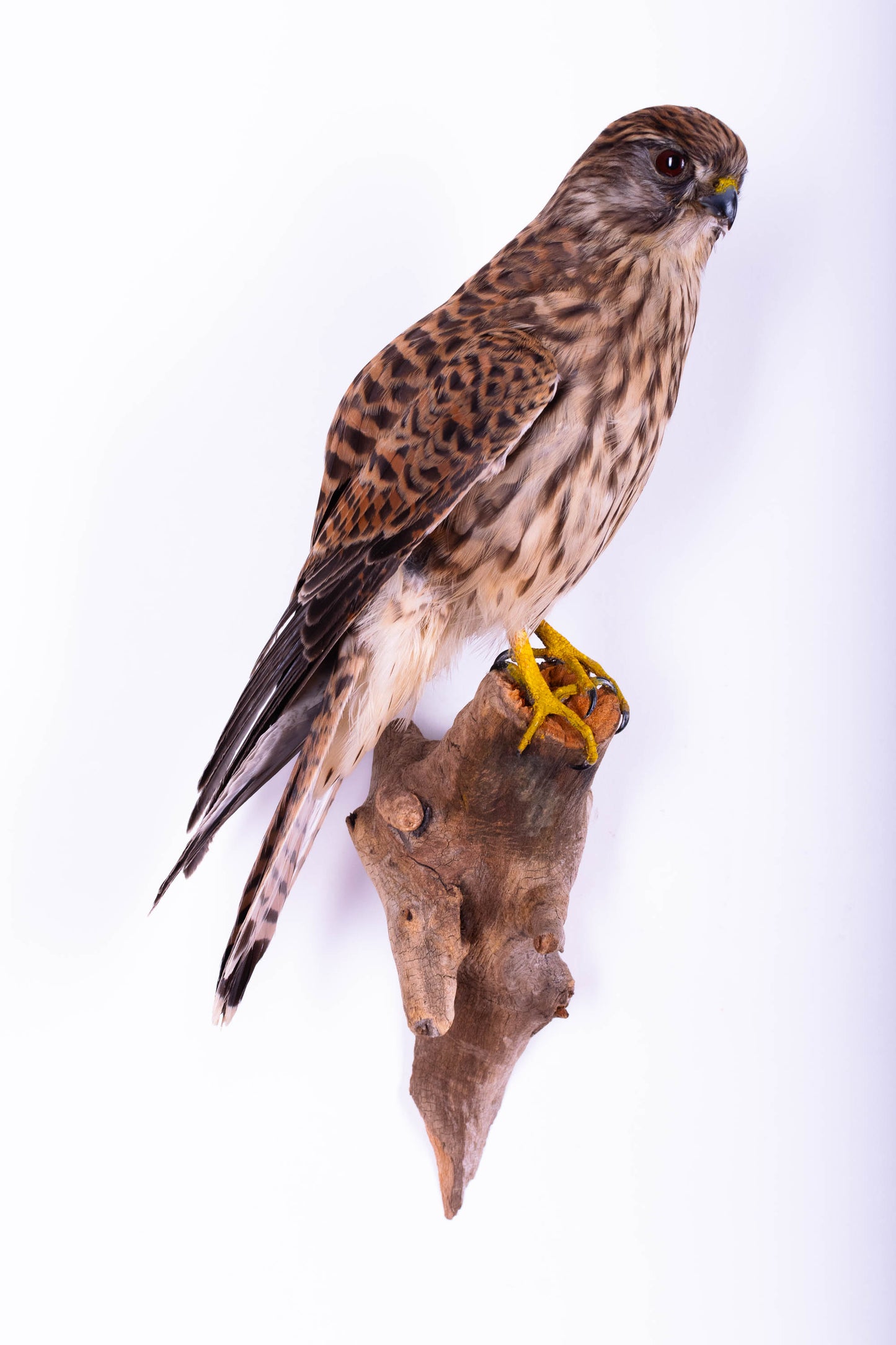 Lesser Kestrel Falcon Taxidermy Wall Mount