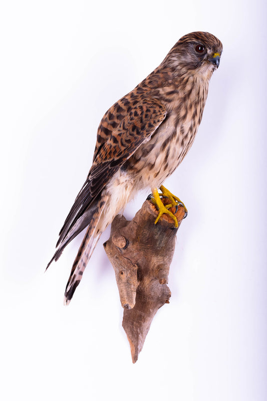 Lesser Kestrel Falcon Taxidermy Wall Mount
