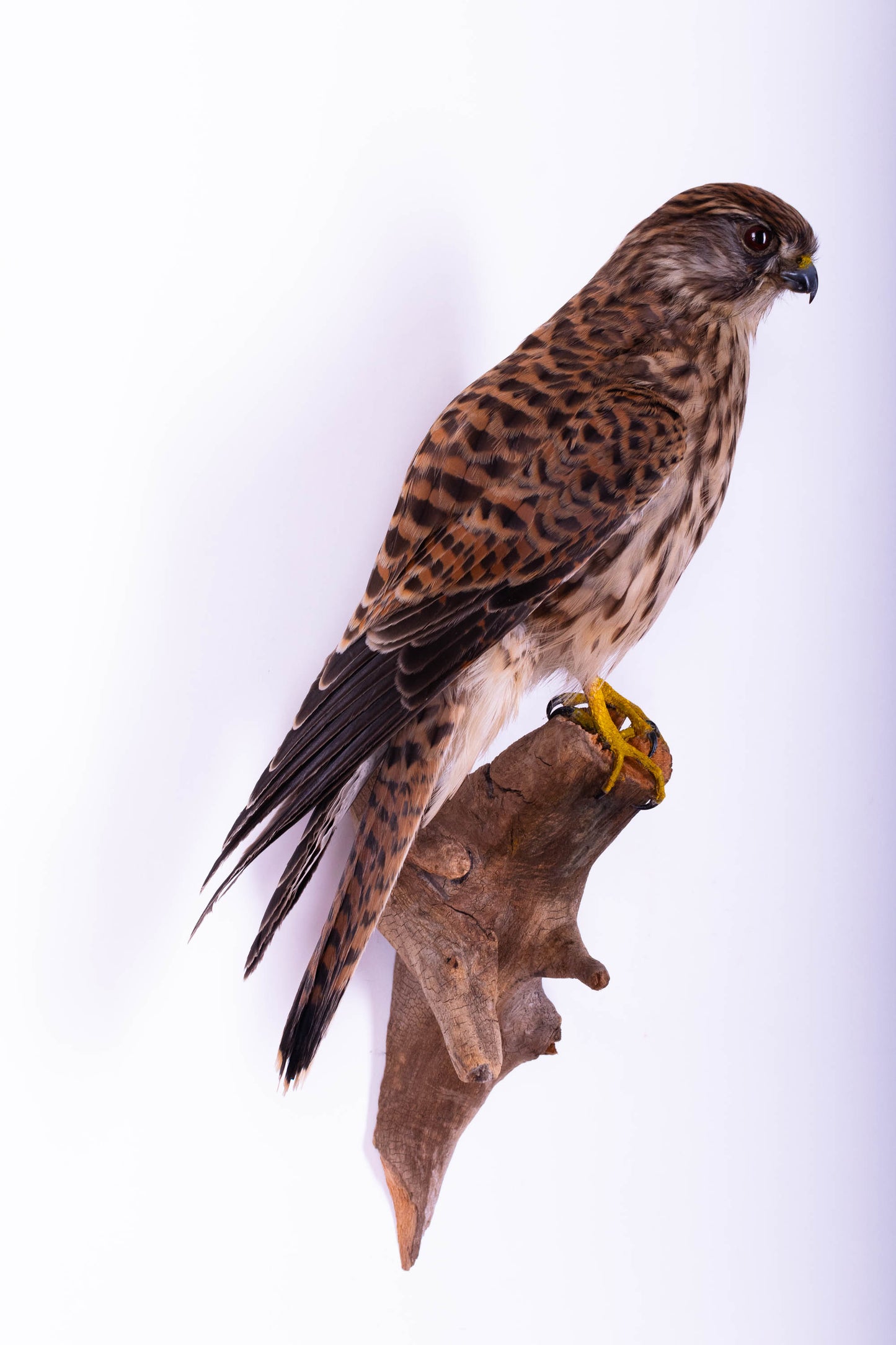 Lesser Kestrel Falcon Taxidermy Wall Mount