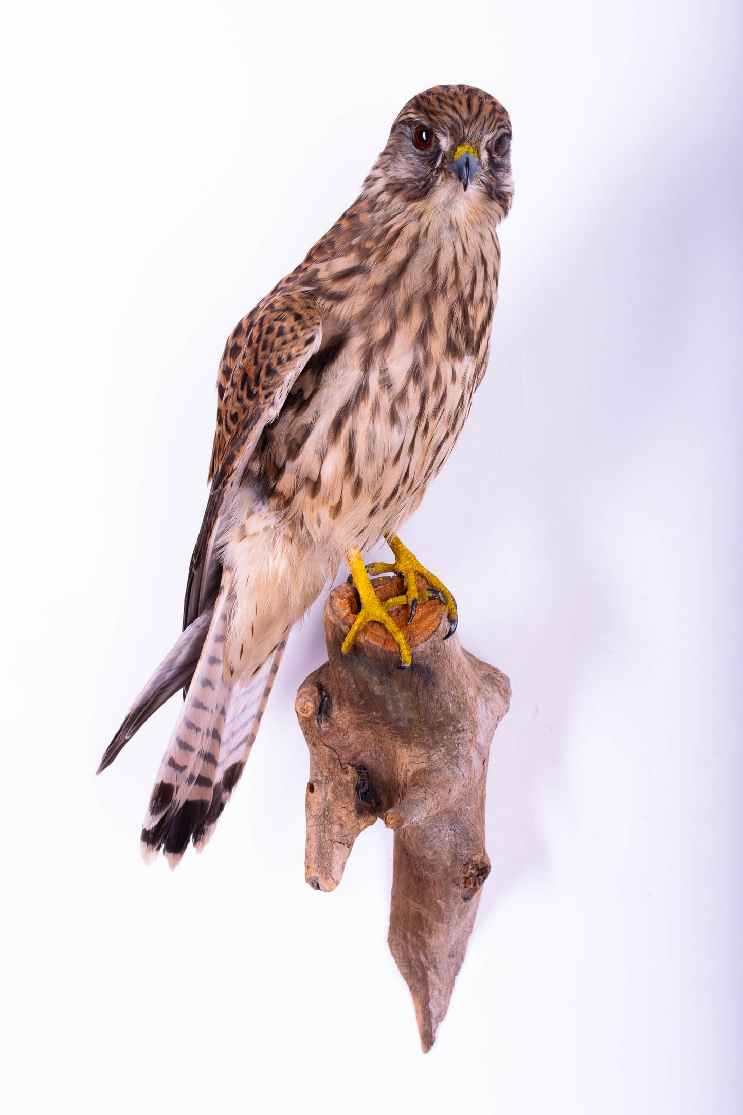 Lesser Kestrel Falcon Taxidermy Wall Mount