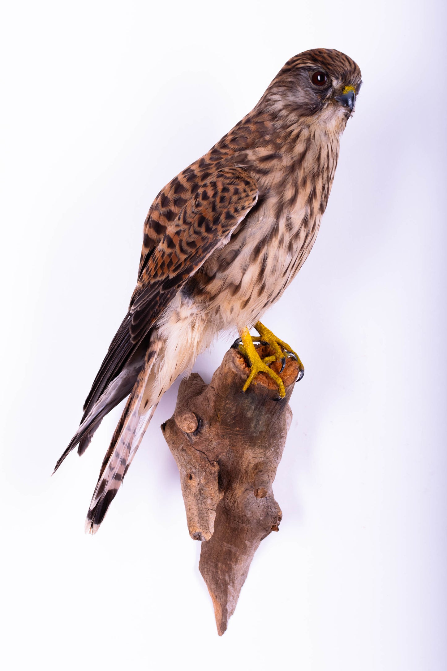 Lesser Kestrel Falcon Taxidermy Wall Mount