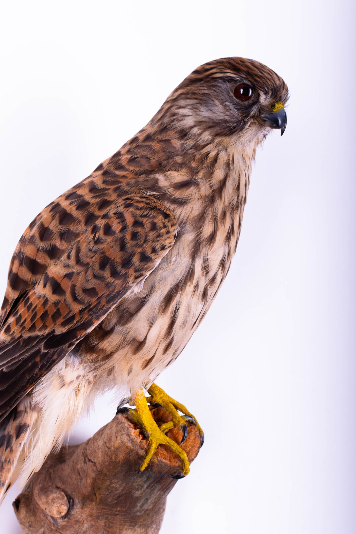 Lesser Kestrel Falcon Taxidermy Wall Mount