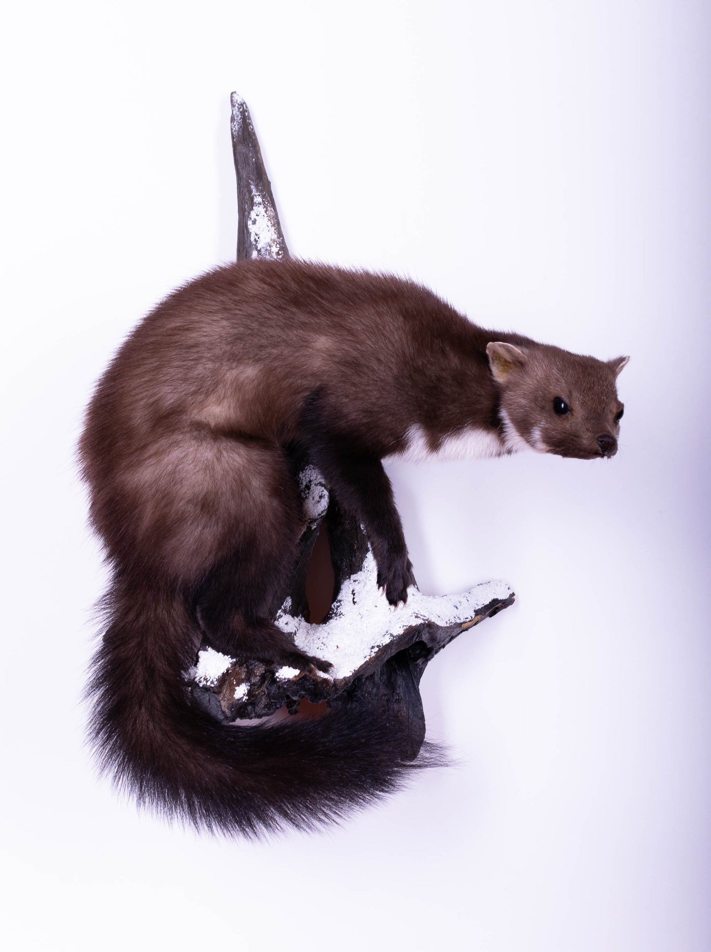 Marten Taxidermy Wall Mount For Sale