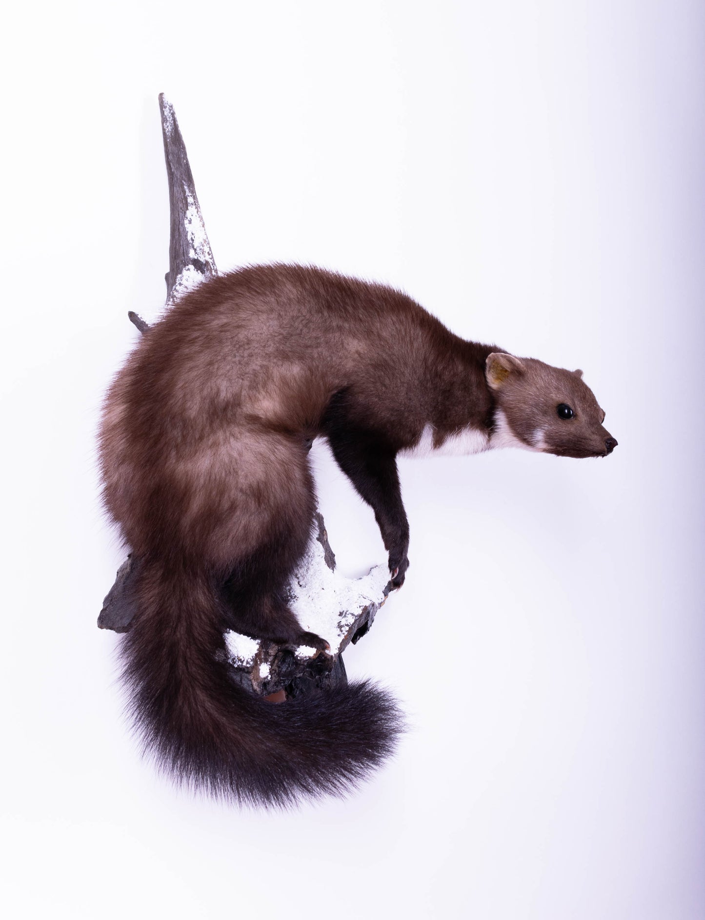 Marten Taxidermy Wall Mount For Sale