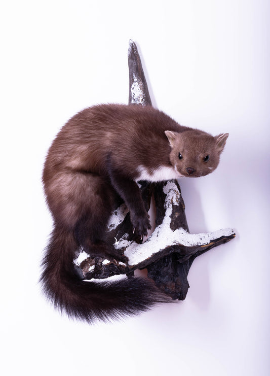 Marten Taxidermy Wall Mount For Sale